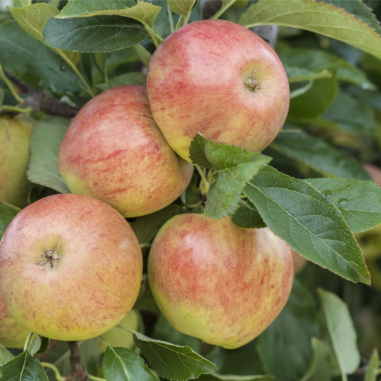 Malus (Apfel) 'James Grieve'