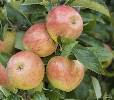 Malus (Apfel) 'James Grieve'