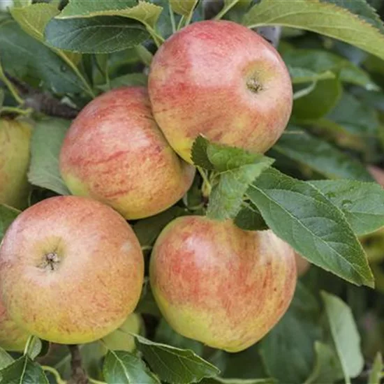 Malus (Apfel) 'James Grieve'