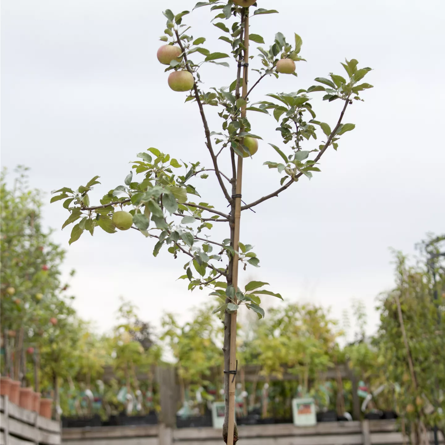 Malus (Apfel) 'Idared'