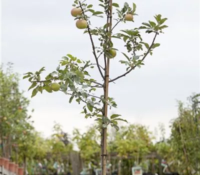 Malus (Apfel) 'Idared'