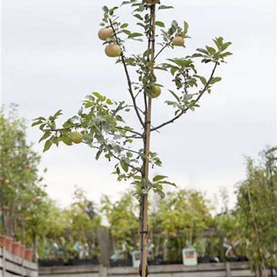 Malus (Apfel) 'Idared'