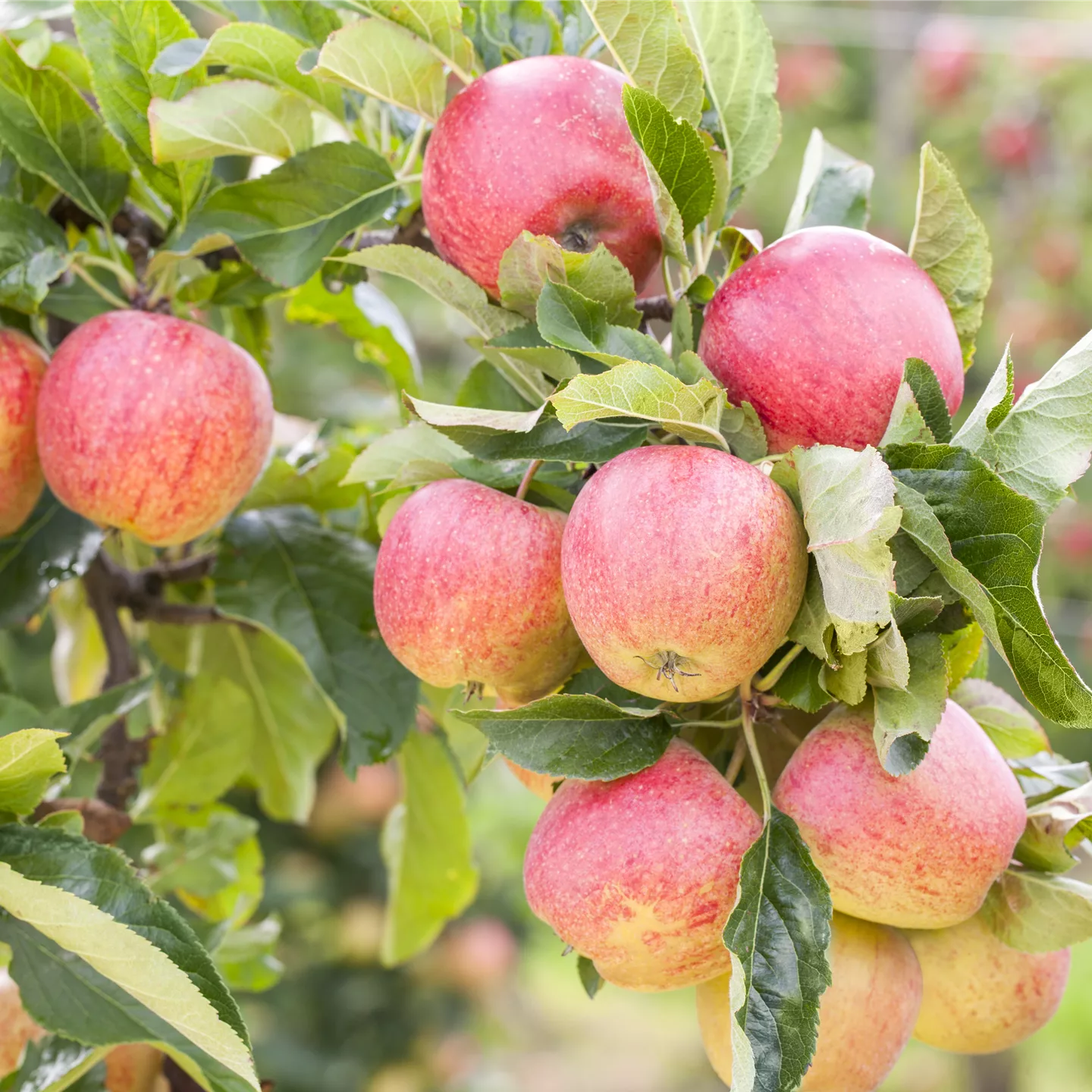 Malus (Apfel) 'Gravensteiner'