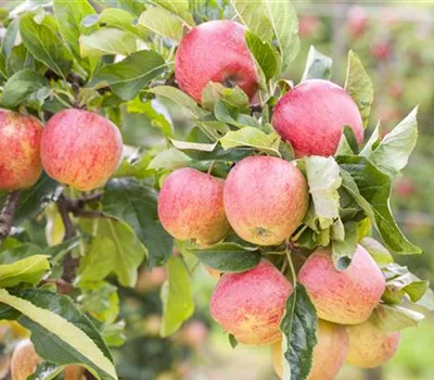 Malus (Apfel) 'Gravensteiner'