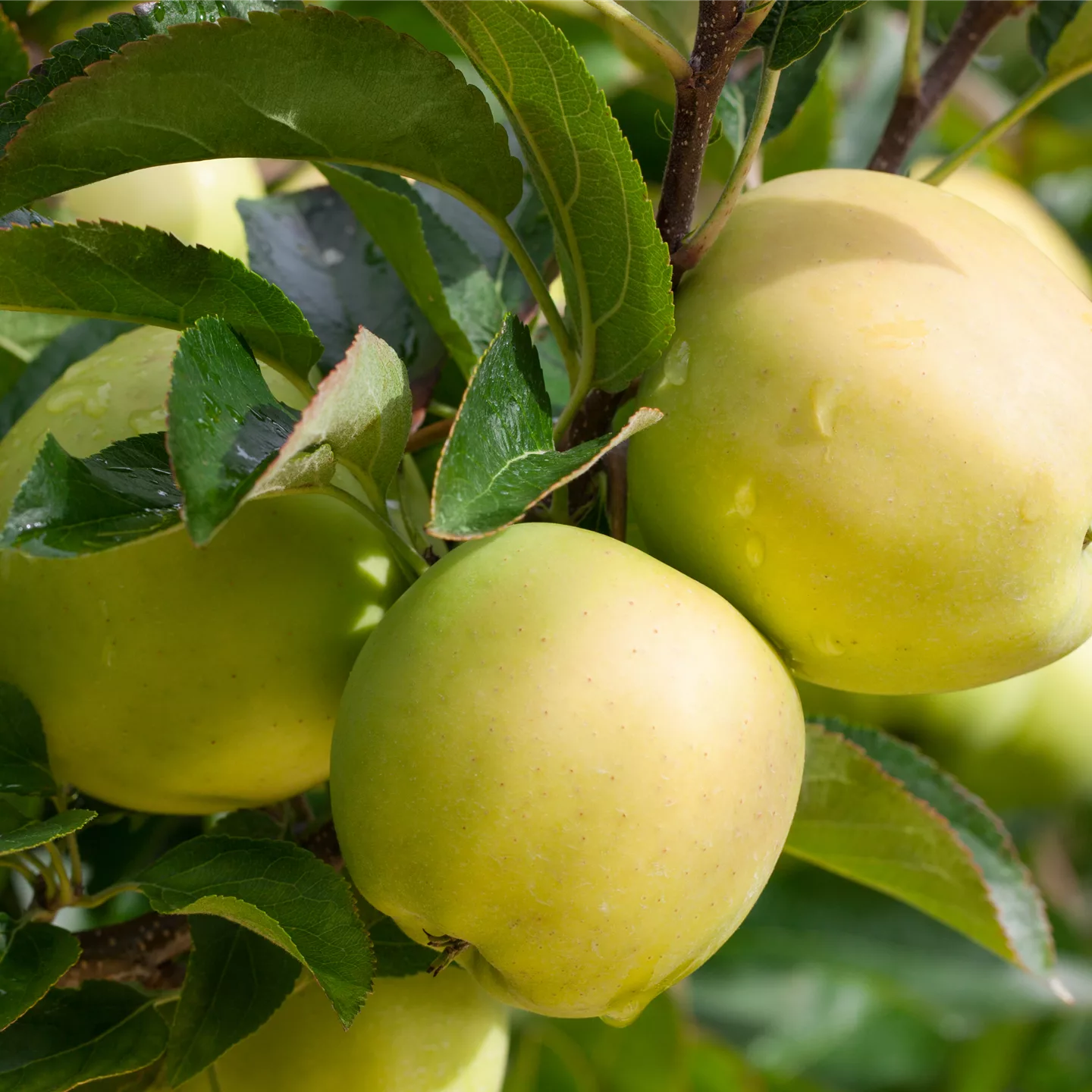 Malus (Apfel) 'Golden Delicious'