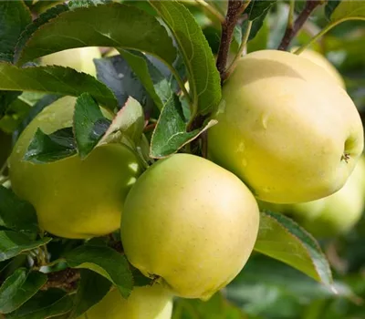 Malus (Apfel) 'Golden Delicious'