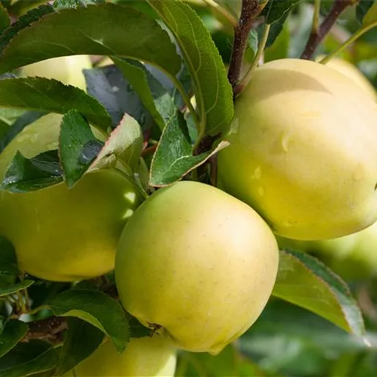 Malus (Apfel) 'Golden Delicious'