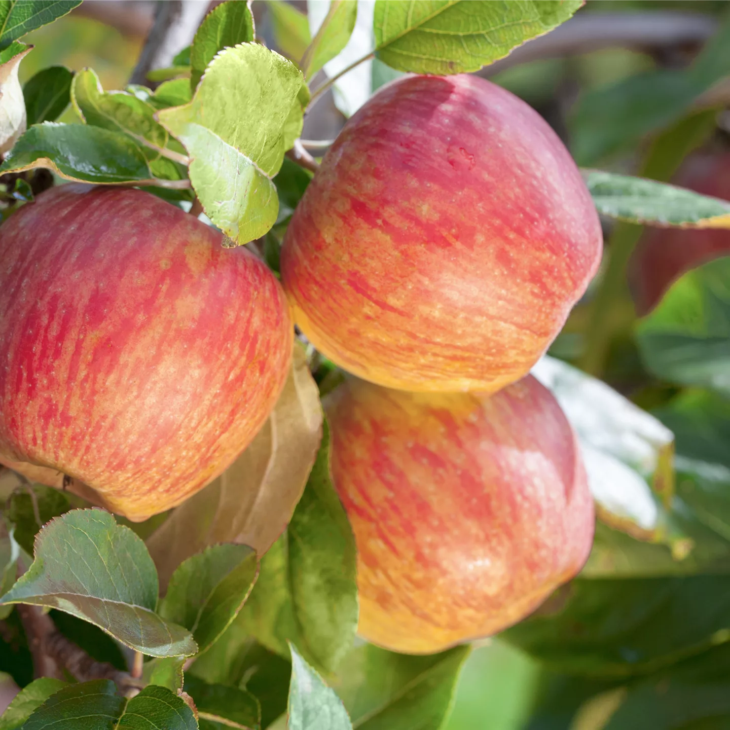 Malus (Apfel) 'Gala'