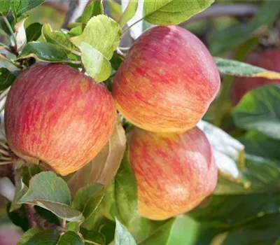 Malus (Apfel) 'Gala'