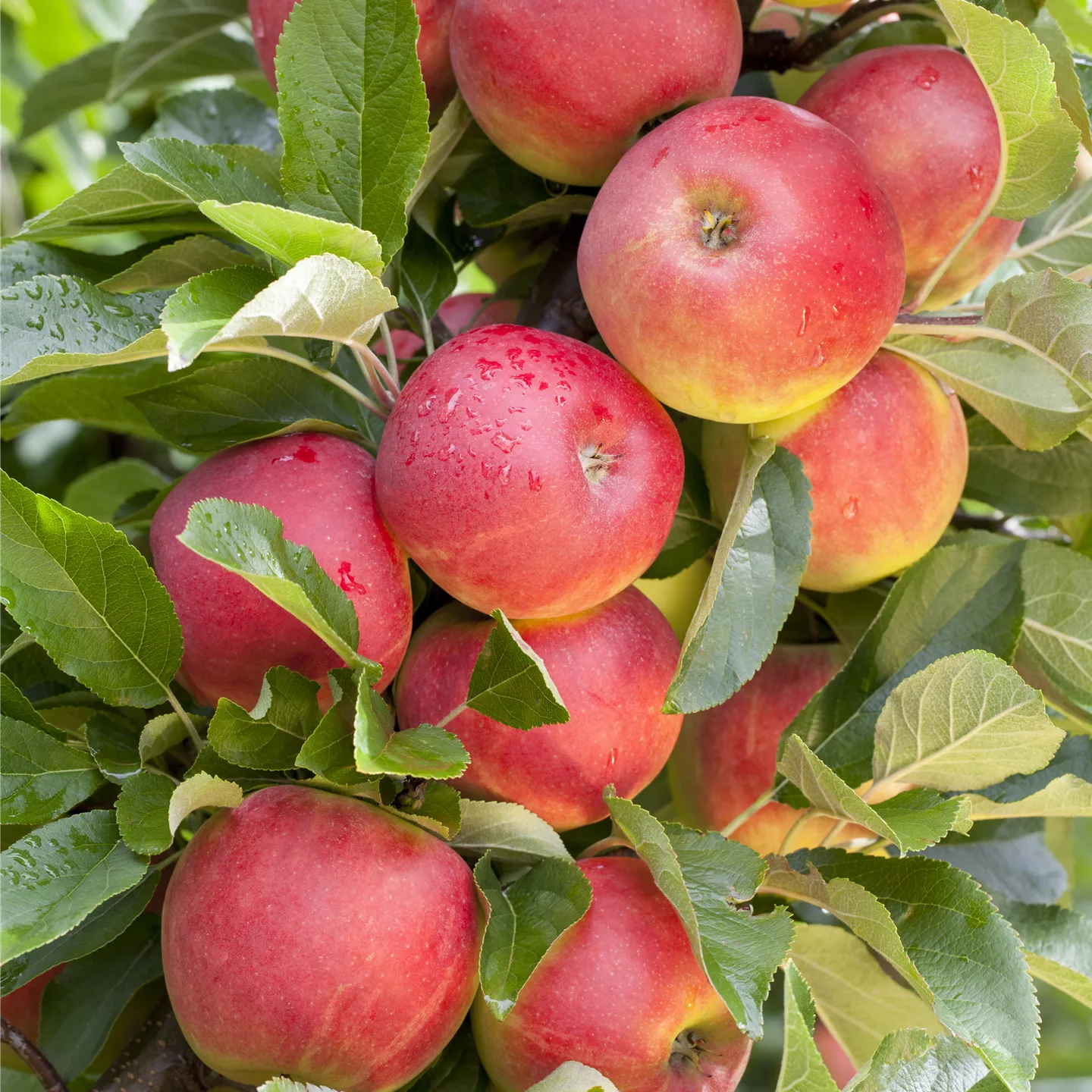 Malus (Apfel) 'Elstar'