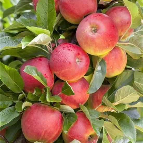 Malus (Apfel) 'Elstar'