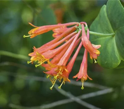 Lonicera brownii (x) 'Dropmore Scarlet'