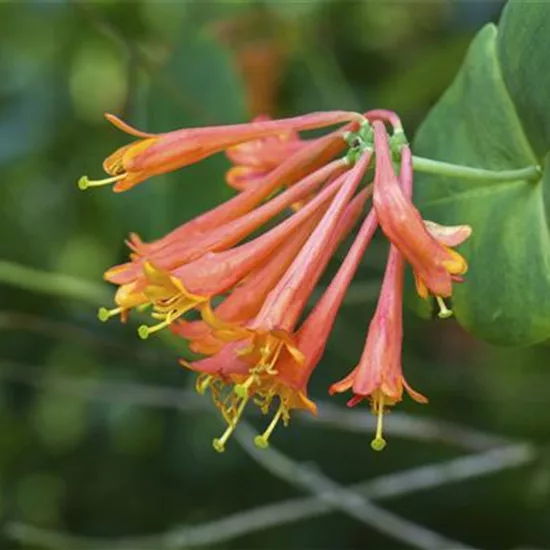 Lonicera brownii (x) 'Dropmore Scarlet'