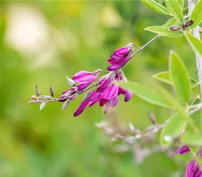 Lespedeza thunbergii