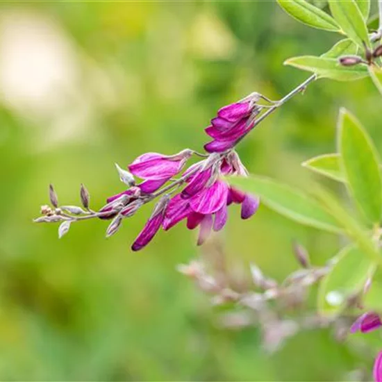 Lespedeza thunbergii