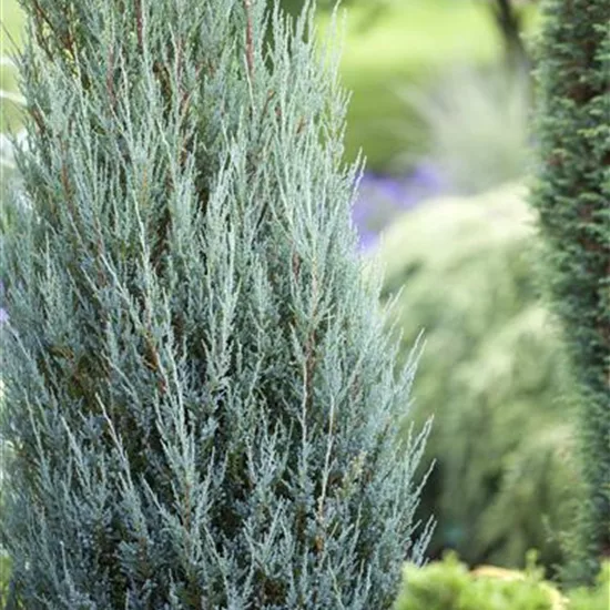 Juniperus scopulorum 'Blue Arrow'