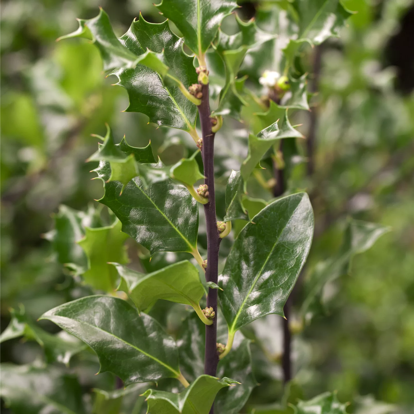 Ilex meserveae (x) 'Blue Angel'