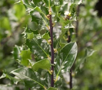 Ilex meserveae (x) 'Blue Angel'