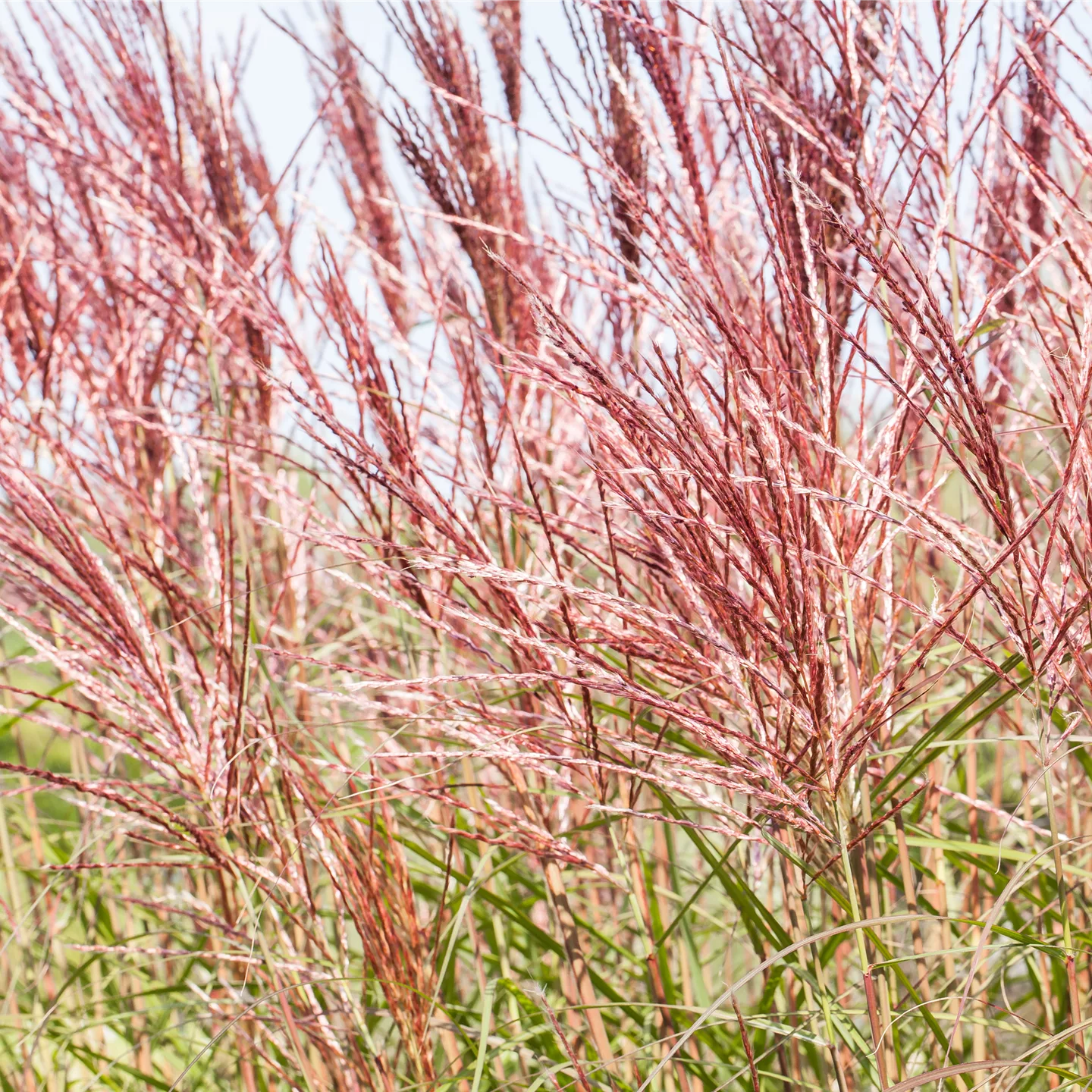 Ziergräser im Garten sind vielfältig einsetzbar 