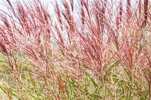 Ziergräser im Garten sind vielfältig einsetzbar 