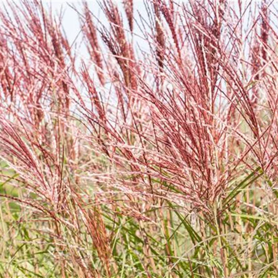 Miscanthus sinensis 'Red Chief'