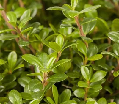 Ilex crenata 'Glory Gem'