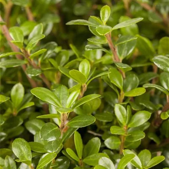 Ilex crenata 'Glory Gem'