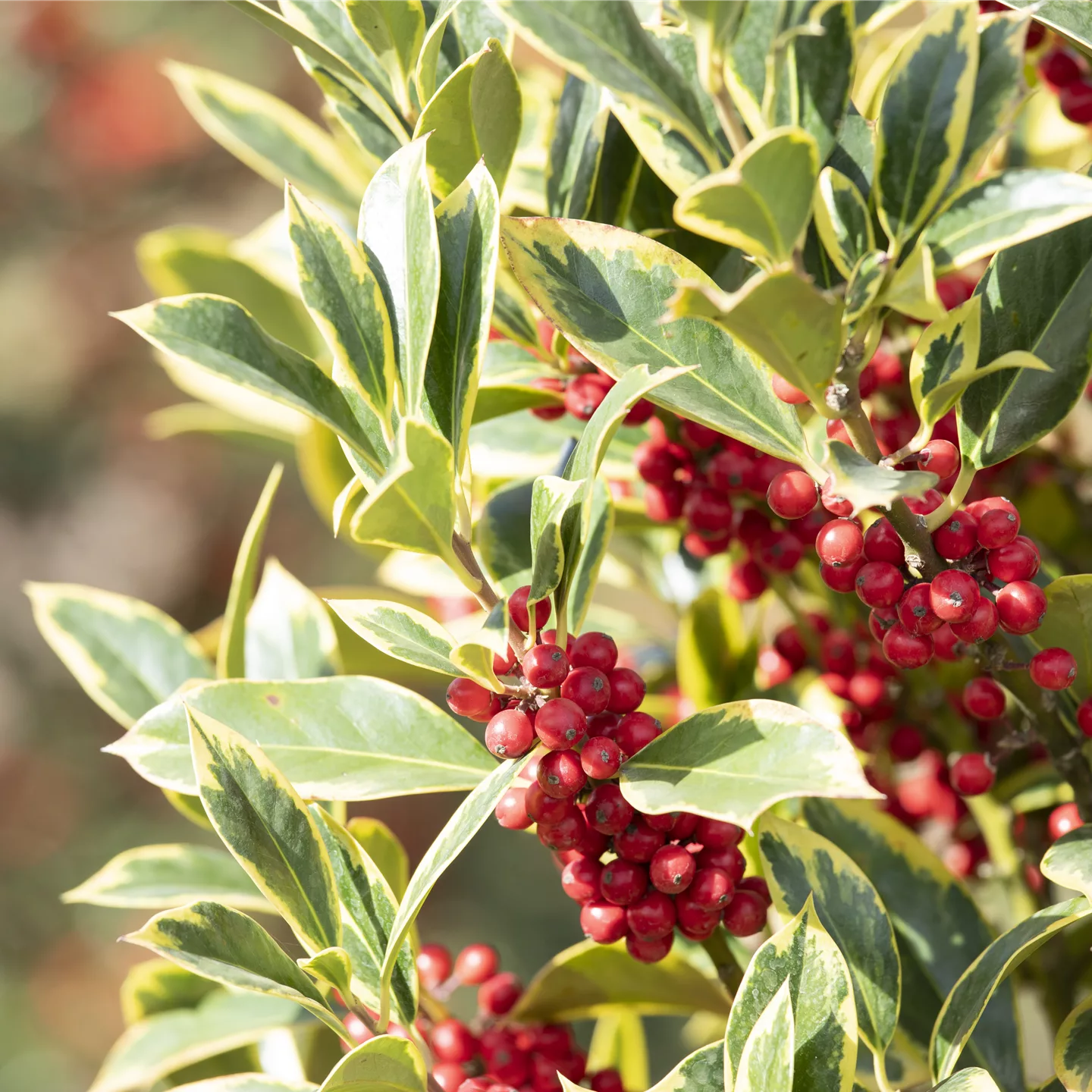 Ilex aquifolium 'Aurea Marginata'