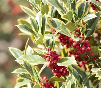 Ilex aquifolium 'Aurea Marginata'