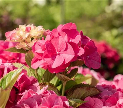 Hydrangea macrophylla 'Sibilla' (Masja)