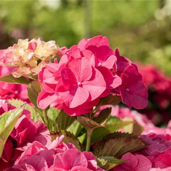 Hydrangea macrophylla 'Sibilla' (Masja)