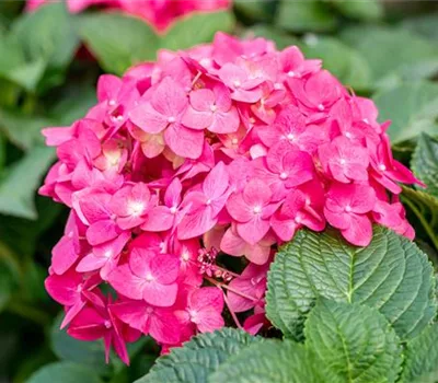 Hydrangea macrophylla 'Endless Summer'