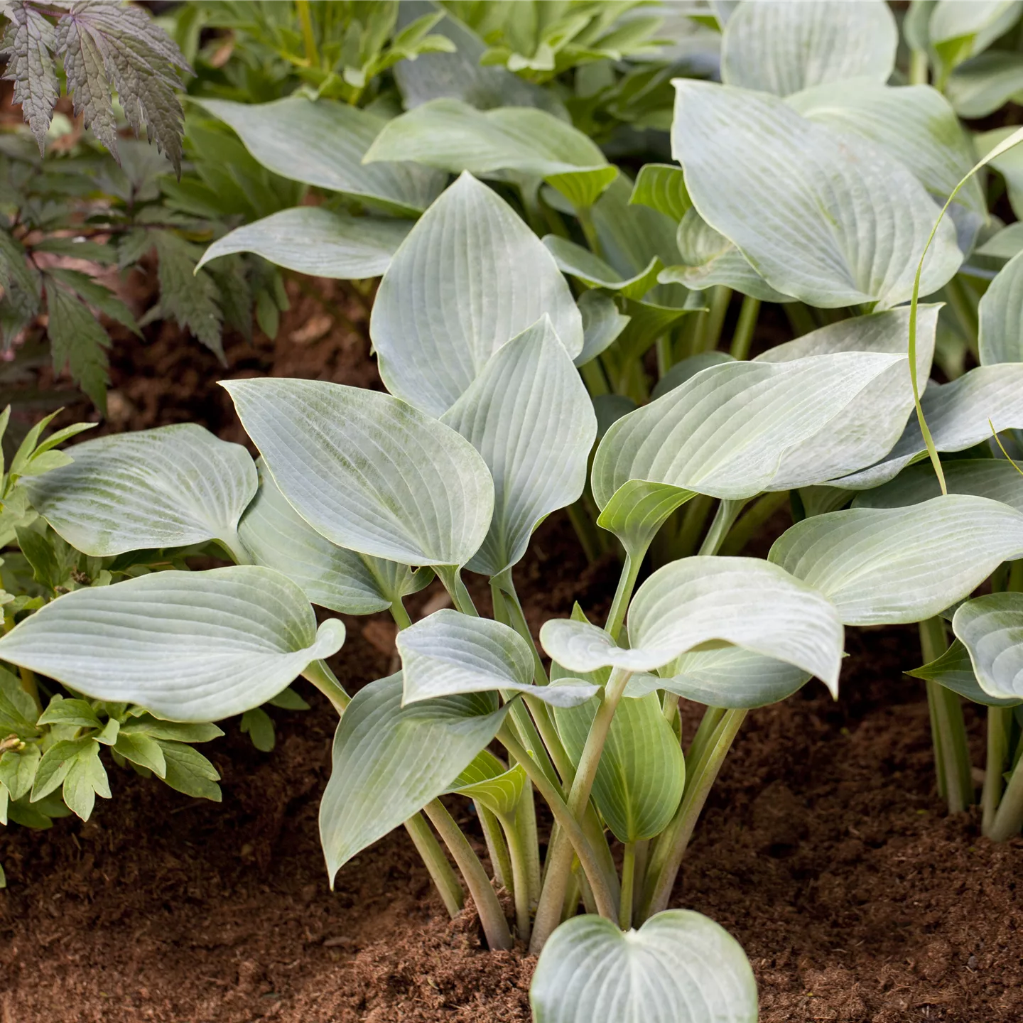 Hosta 'Halcyon'