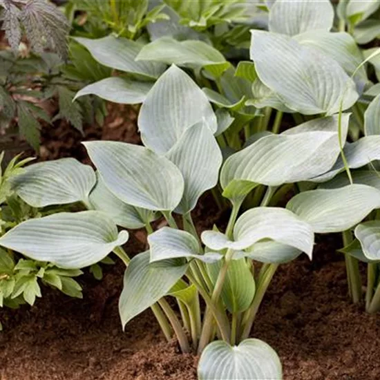 Hosta 'Halcyon'