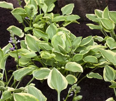 Hosta 'Golden Tiara'