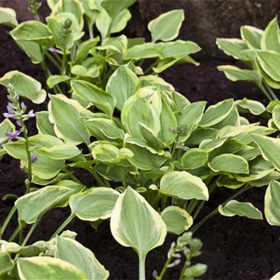 Hosta 'Golden Tiara'