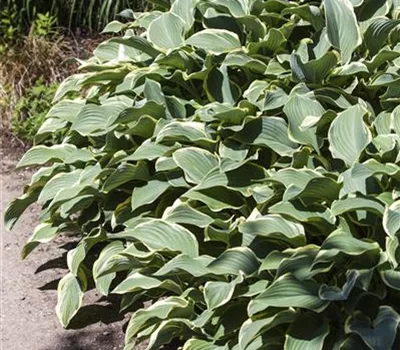 Hosta 'Francee'