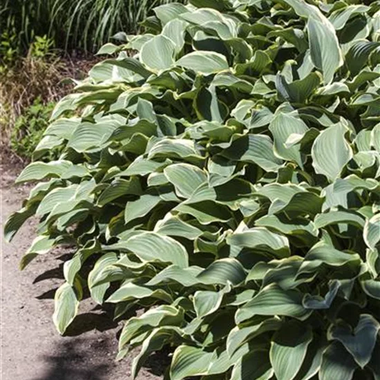 Hosta 'Francee'