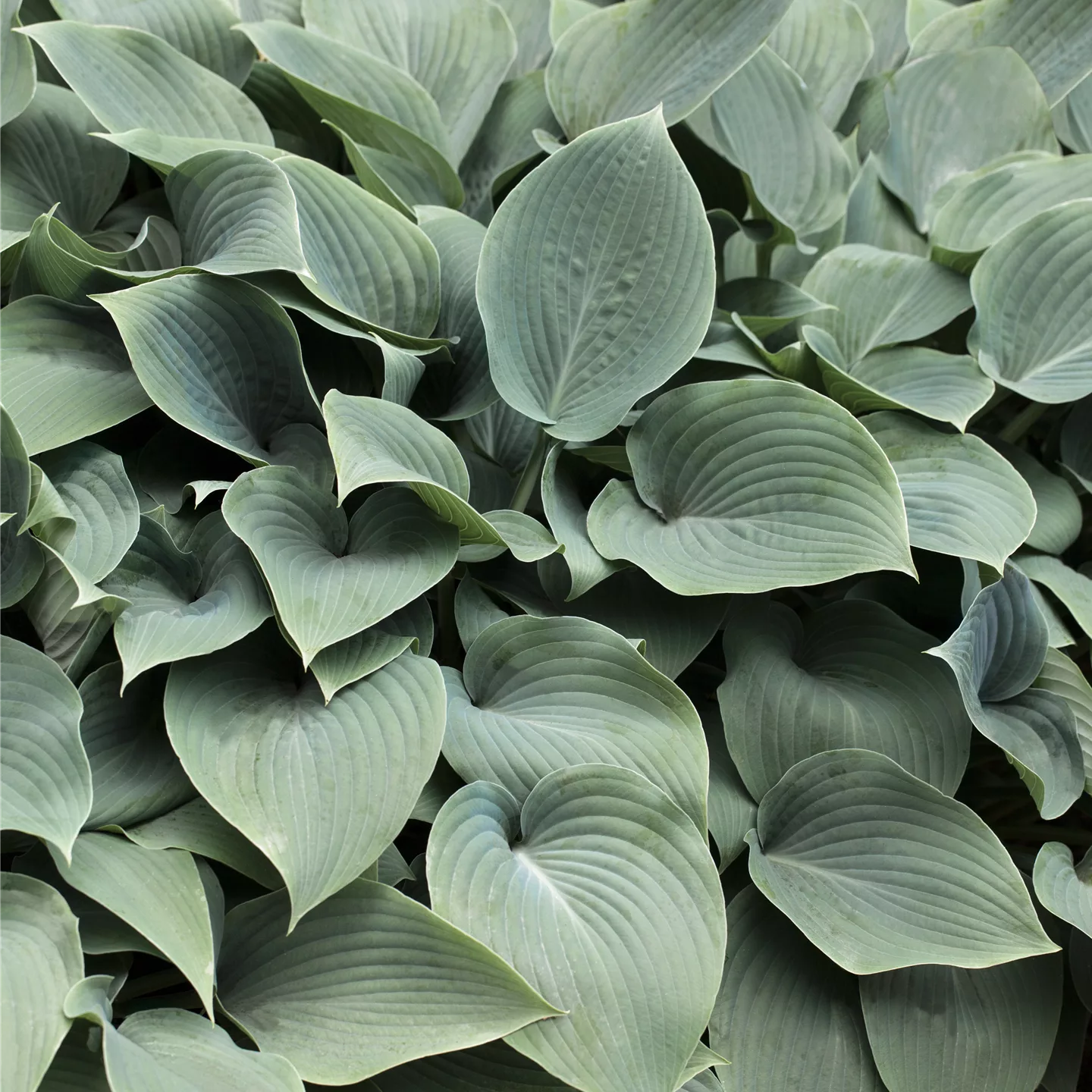 Hosta 'Elegans'