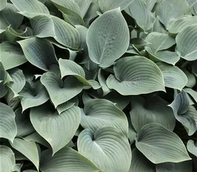 Hosta 'Elegans'