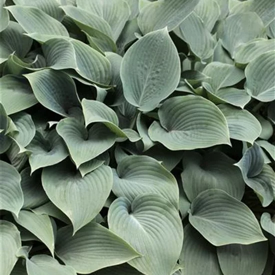 Hosta 'Elegans'