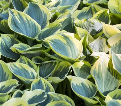 Hosta 'Aureomarginata'