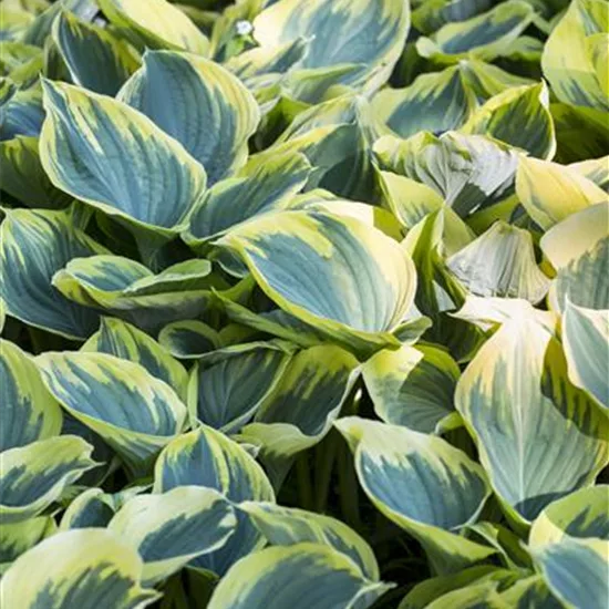 Hosta 'Aureomarginata'