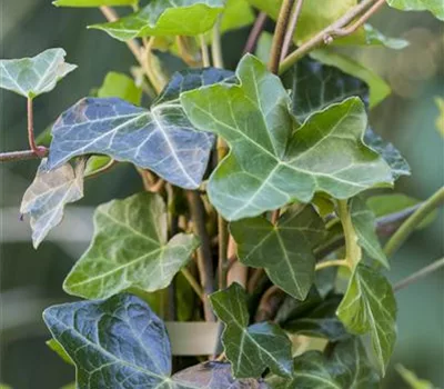 Hedera hibernica