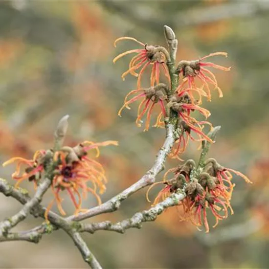 Hamamelis intermedia (x) 'Jelena'