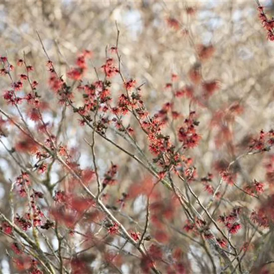 Hamamelis intermedia (x) 'Diane'