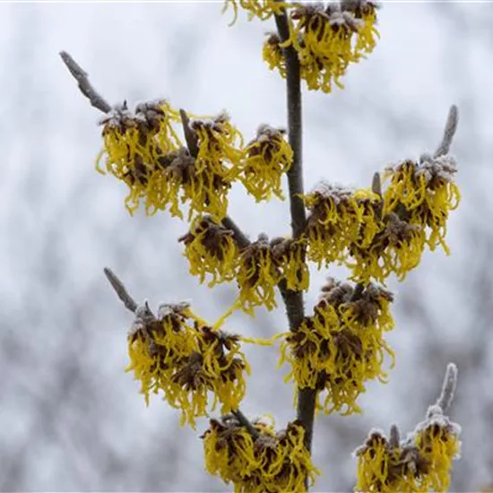 Hamamelis intermedia (x) 'Barmstedt Gold'