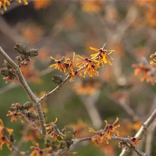 Hamamelis intermedia (x) 'Aphrodite'