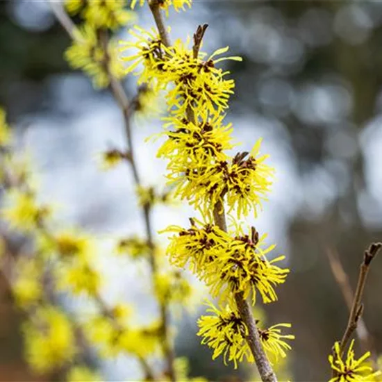 Hamamelis intermedia (x) 'Angelly'