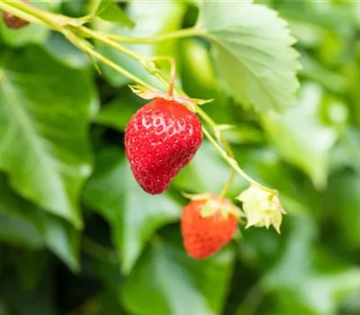 Fragaria (Erdbeere) 'Wädenswil 6'